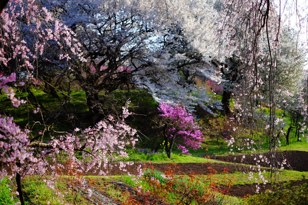 桃源郷６