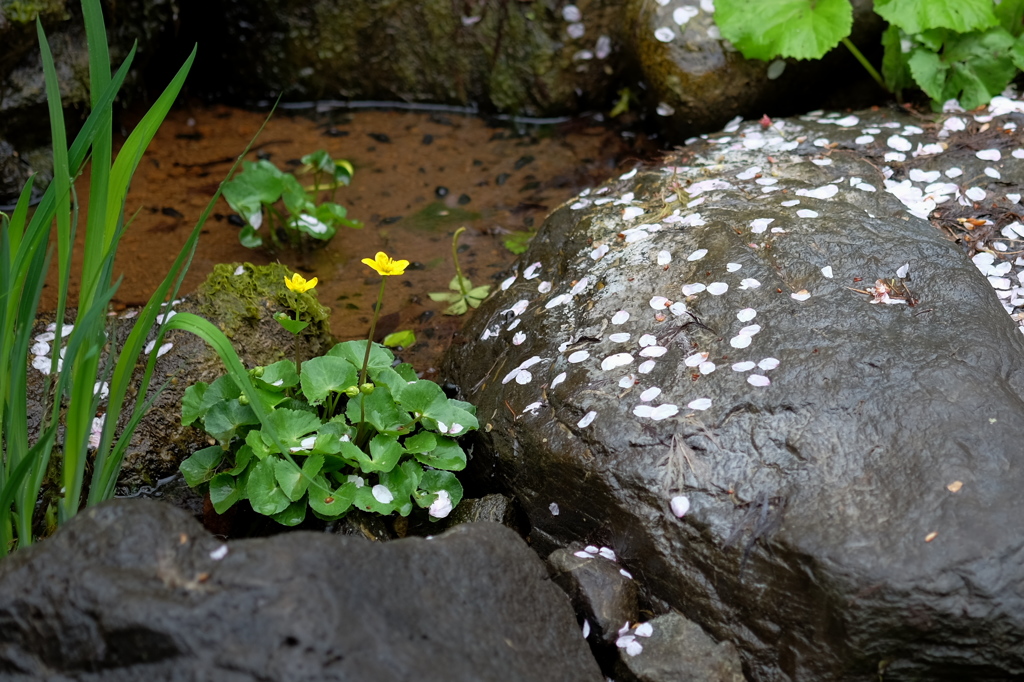 水辺の風景