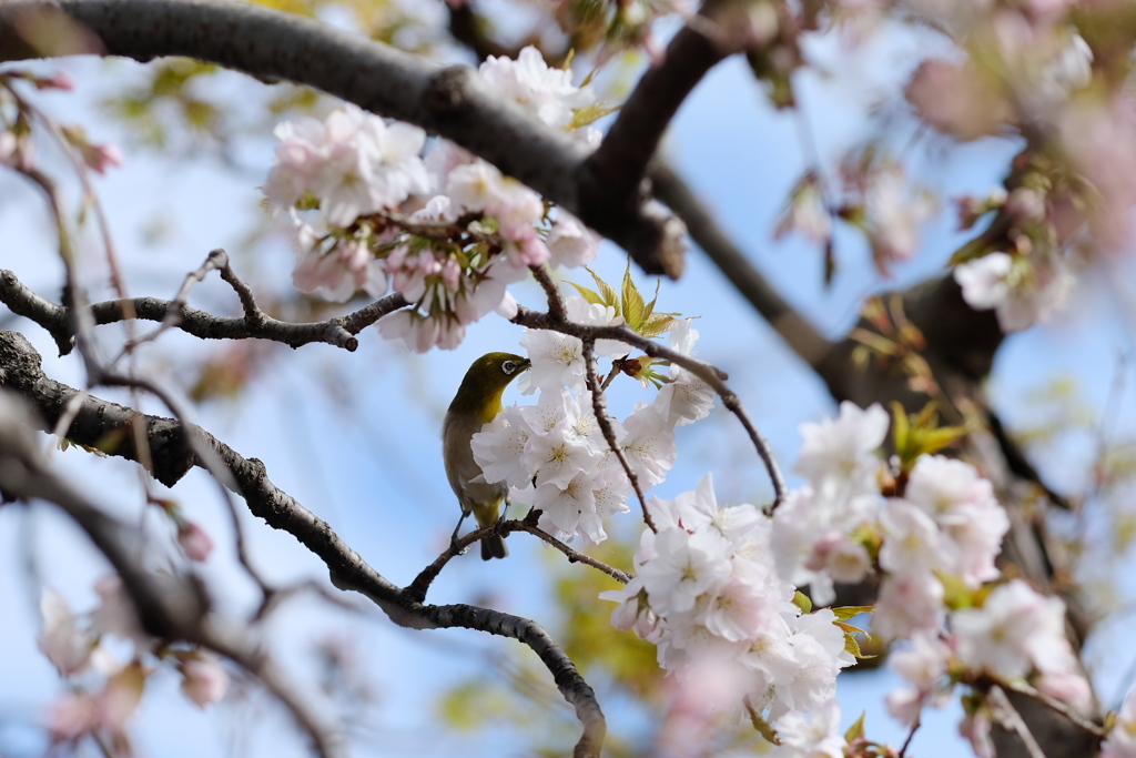 飛び入り歓迎