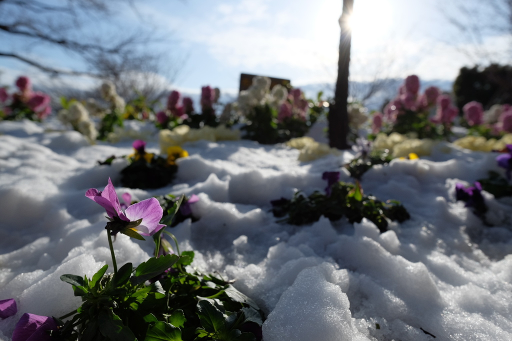 大雪のあと