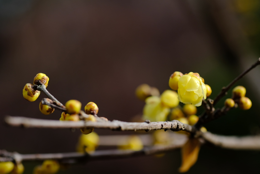 冬の花