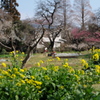 春来る