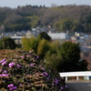 春のお散歩