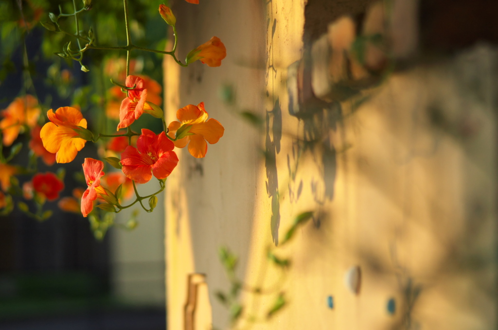 夏の花