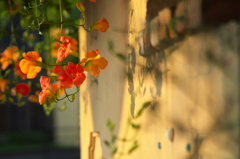 夏の花