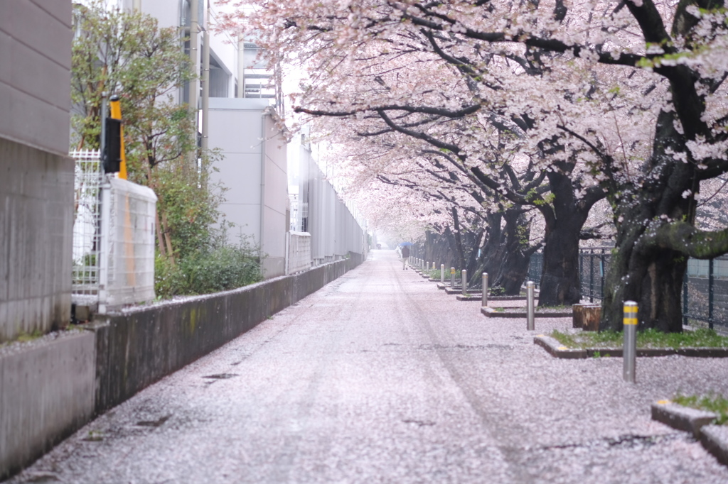 春の歩道