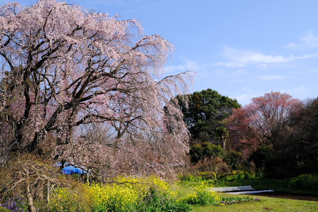 枝垂れ桜咲く