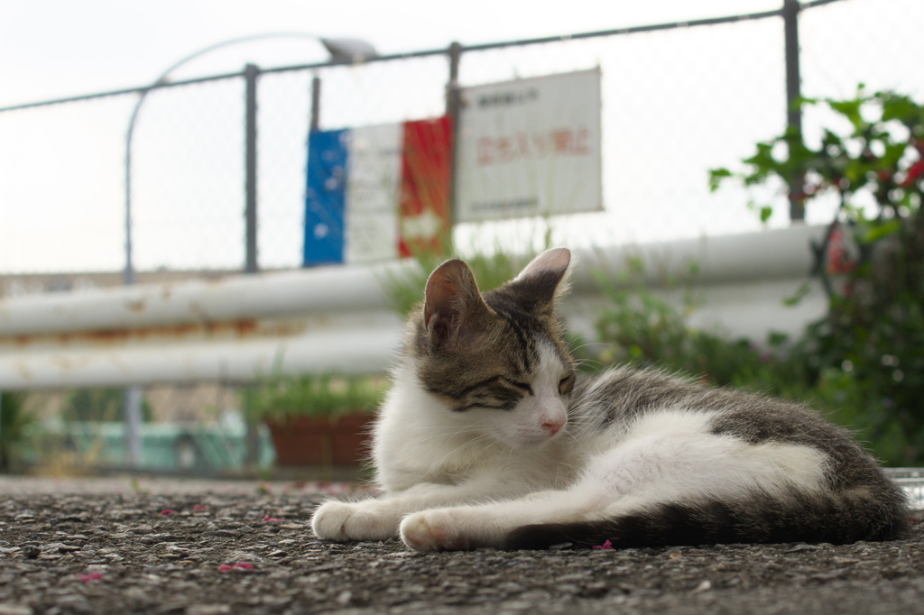 お昼寝