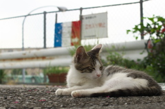 お昼寝