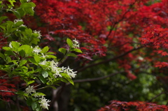 紅白