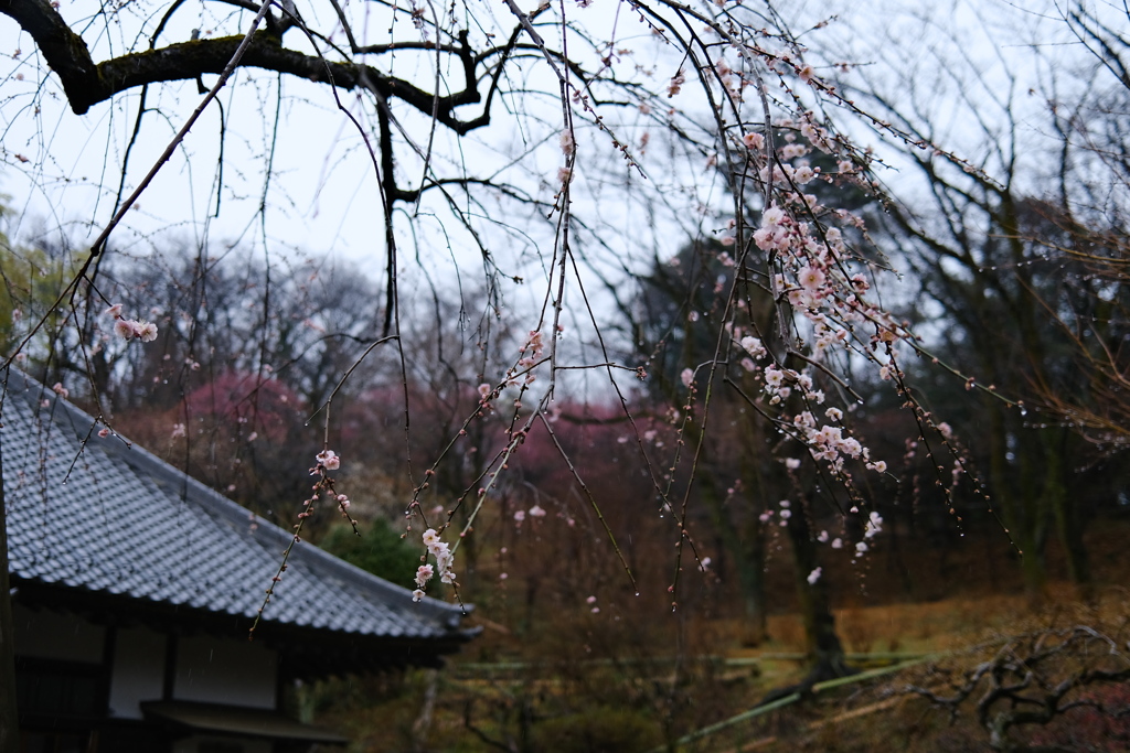 雨の枝垂れ梅