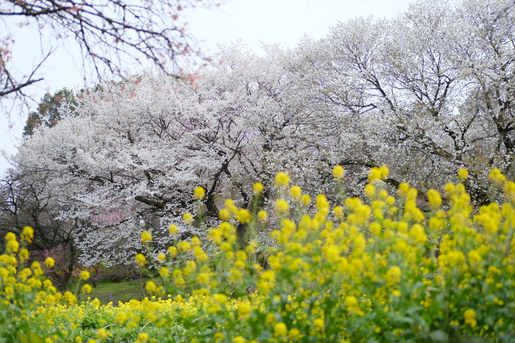 大島桜咲く