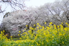 大島桜咲く