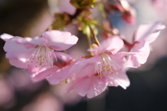 河津桜満開