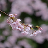 春雨