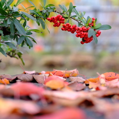 桜色