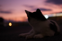 猫の見る夕焼け