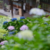紫陽花咲く