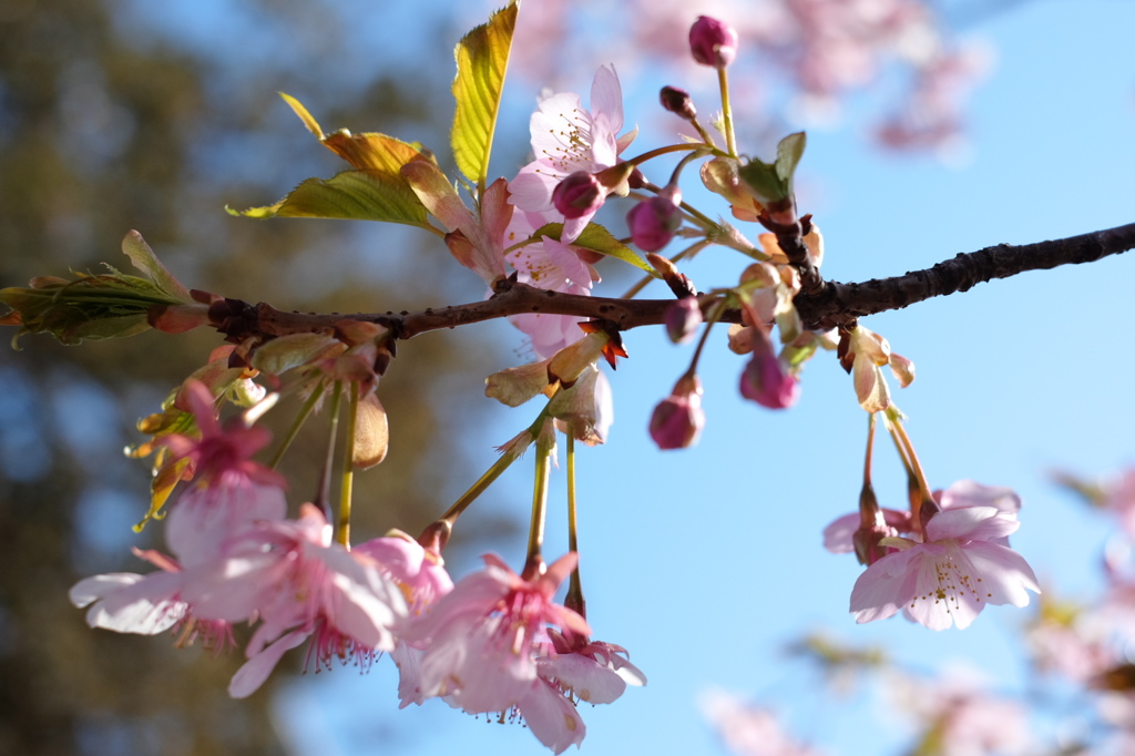X-E2　JPEG　スタンダード