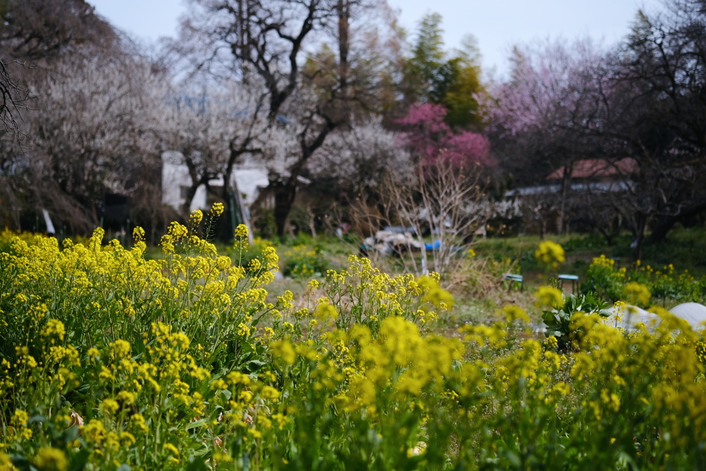 花が咲く