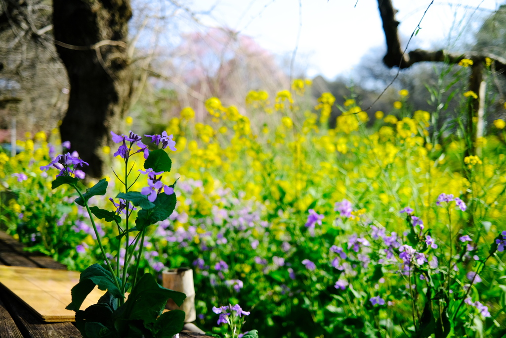 花畑