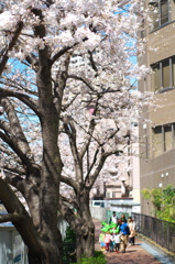 春の麗の