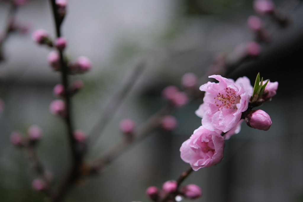 春の雨