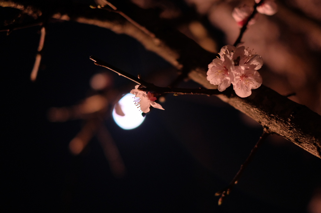 月夜