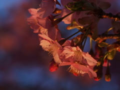 松田町/河津桜