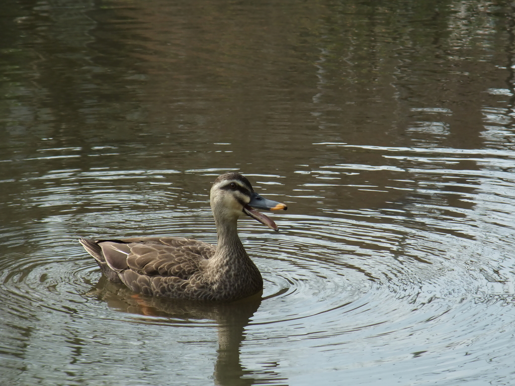 2009_03310005_1