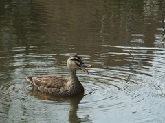 2009_03310005_1