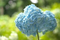 紫陽花寺