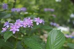 紫陽花