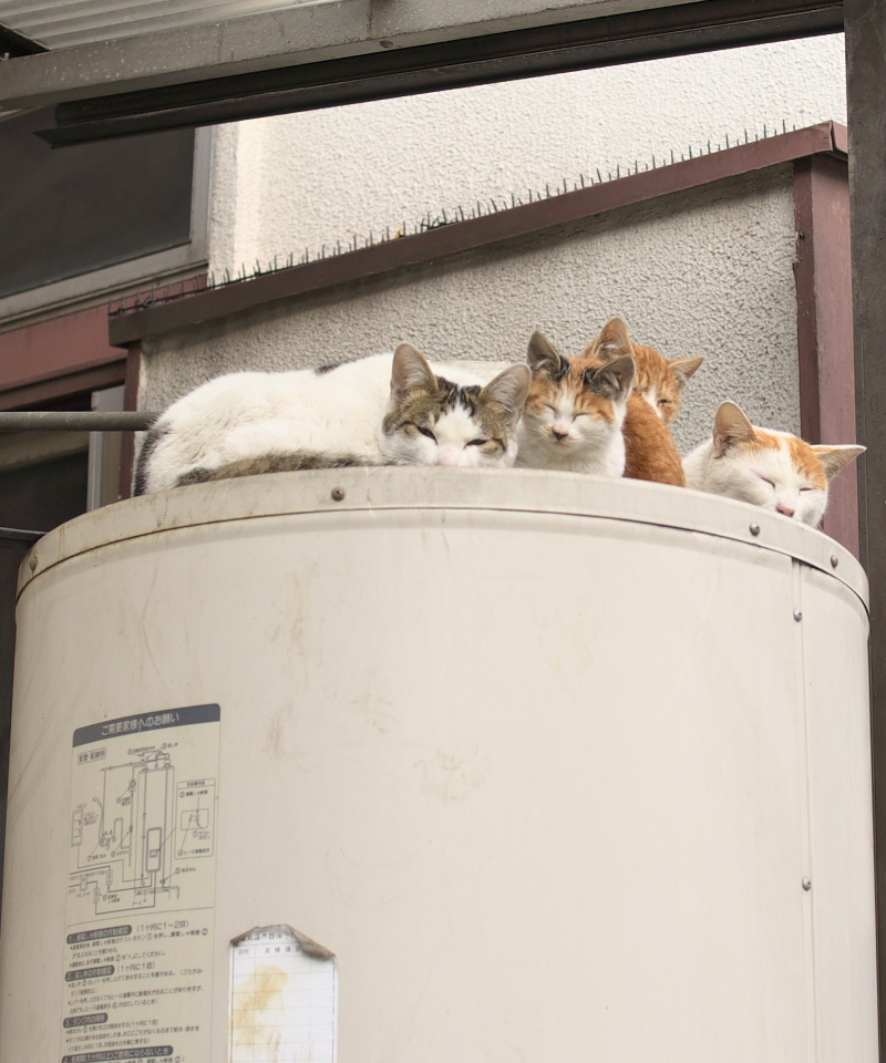 猫溜り