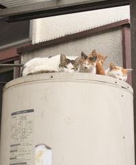 猫溜り