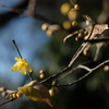小春日和