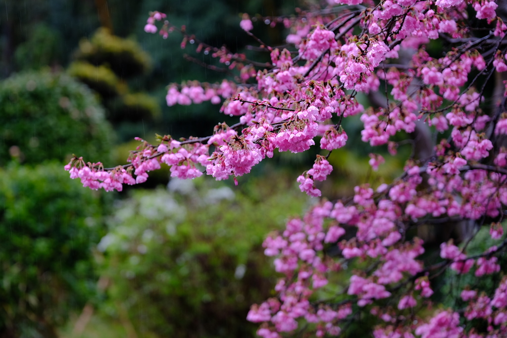 桜色