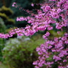 桜色