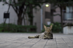 永代橋ノラ