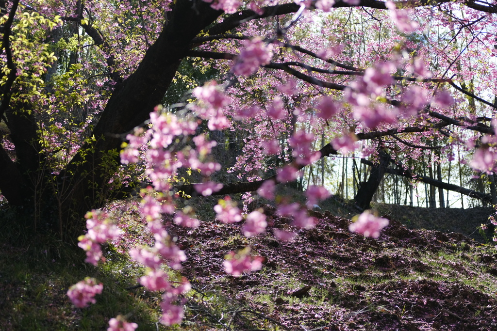 里山風景