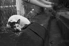 photo1435533