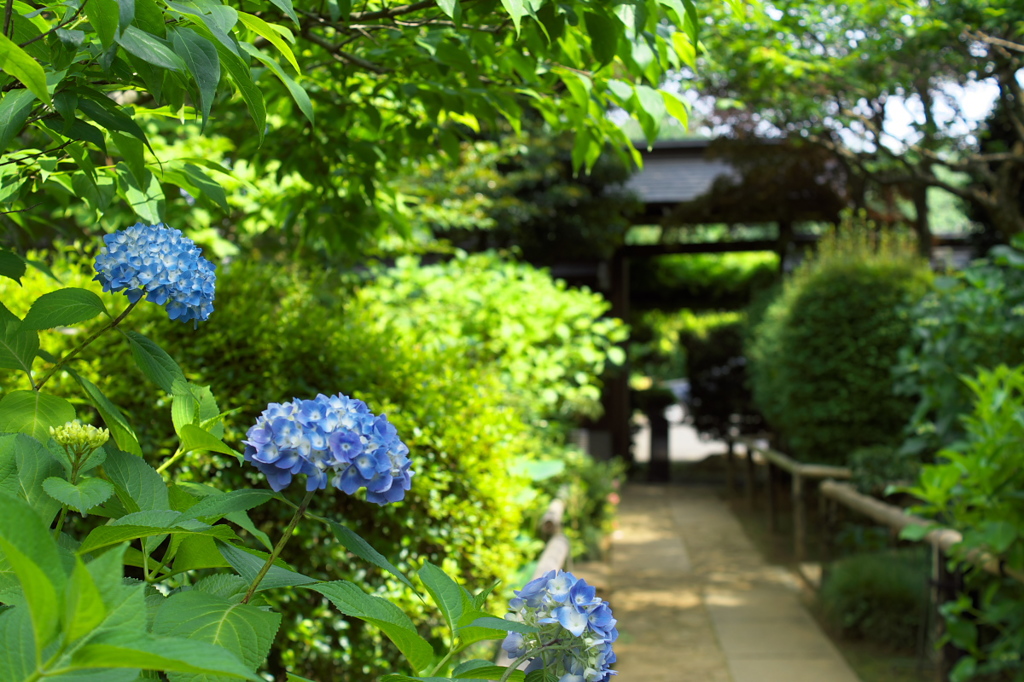 紫陽花