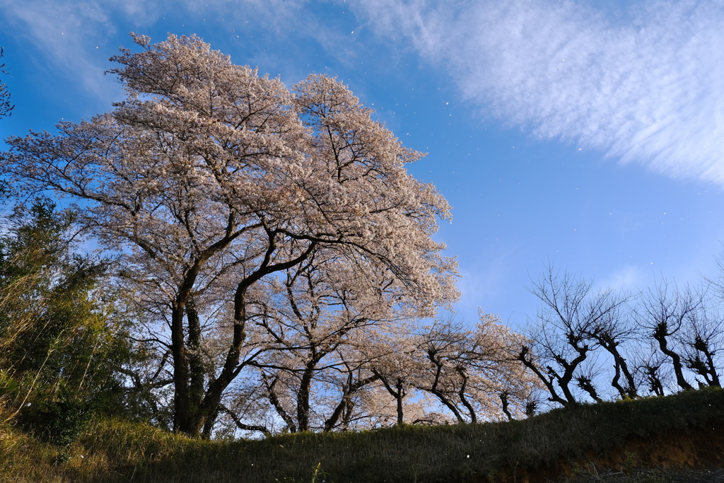 桜舞う