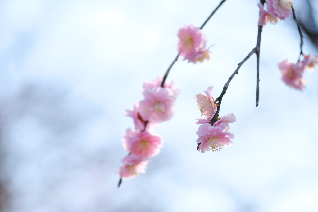 春散歩