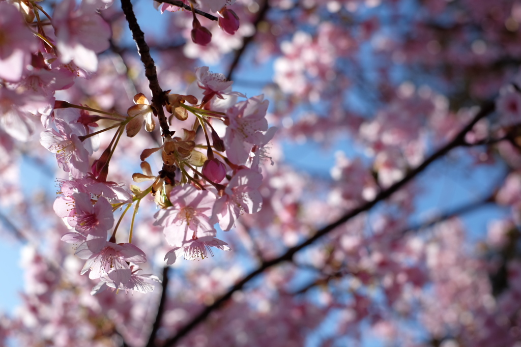 X-E2　JPEG　スタンダード