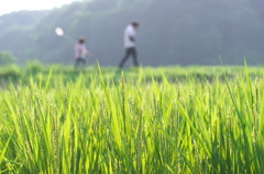 夏のお散歩