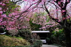 桜ゲート