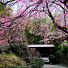 桜ゲート