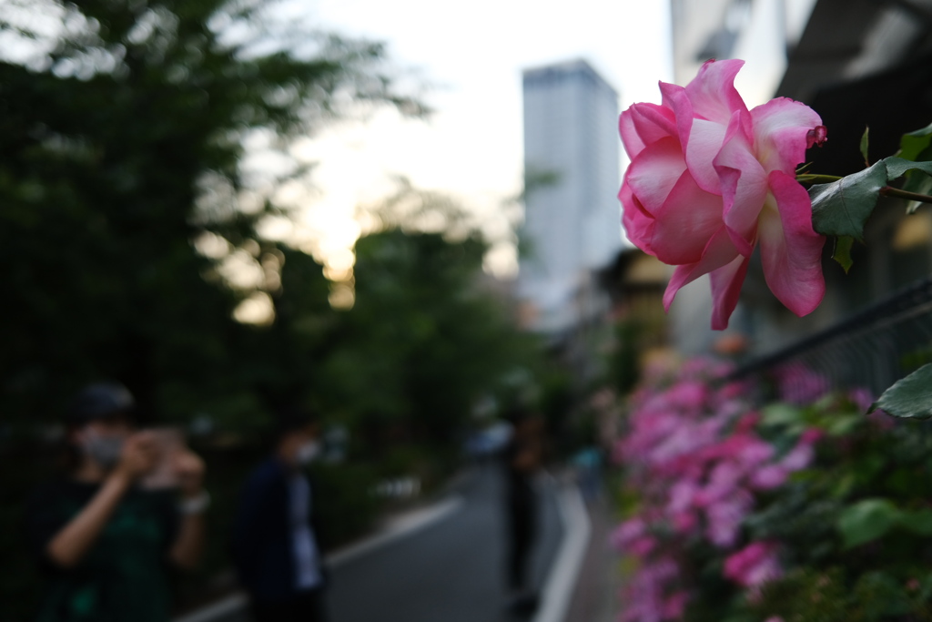 薔薇撮る夕暮れ