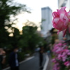 薔薇撮る夕暮れ